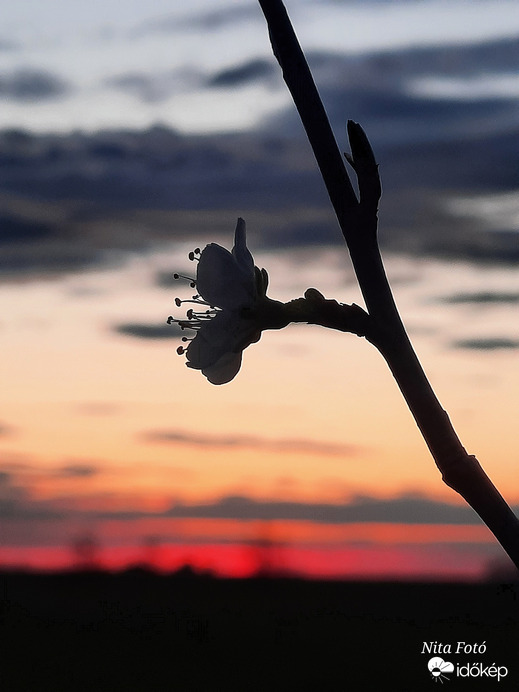 Virág a naplementében 2