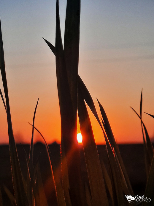 Lemenő nap a fűszálak között 2