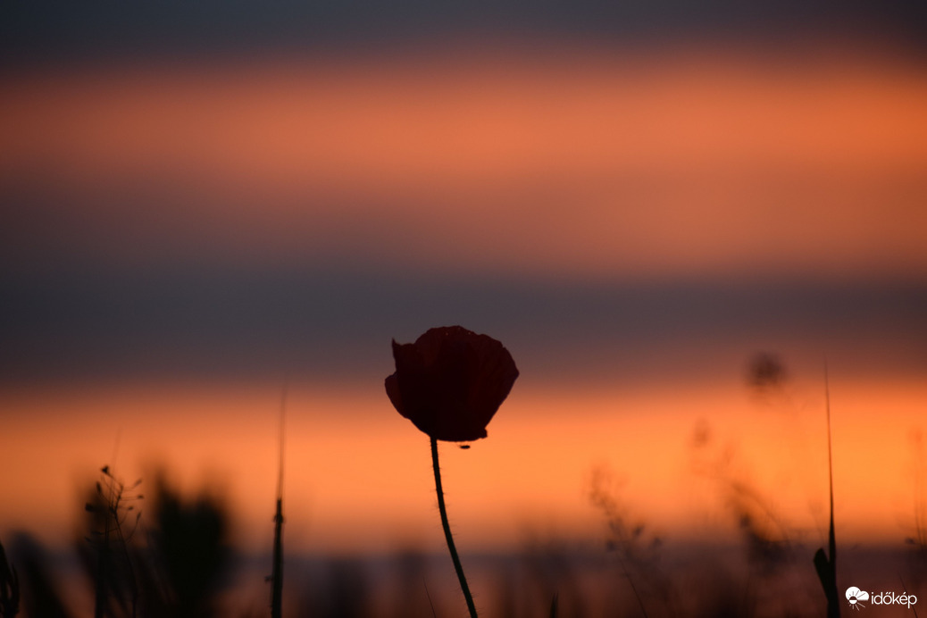 Pipacs a naplemente színeiben 1