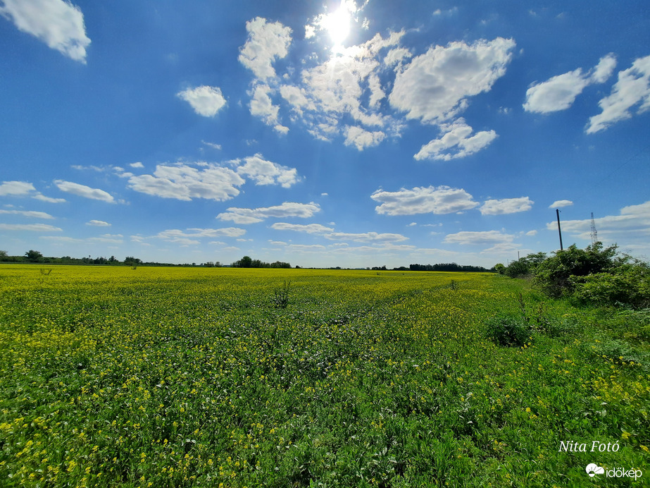 Repcemező Dévaványa határában 4
