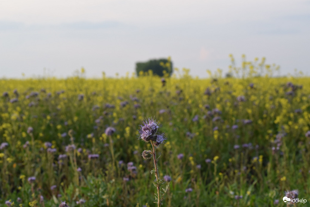 Esti repcemező 6