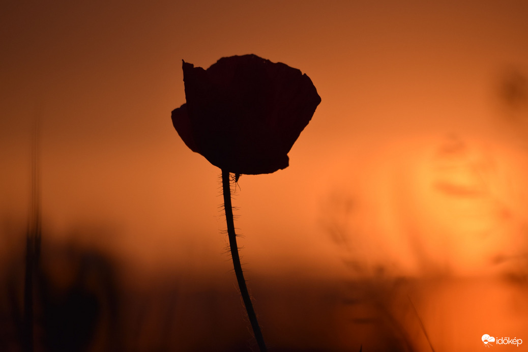 Pipacs a naplemente színeiben 3