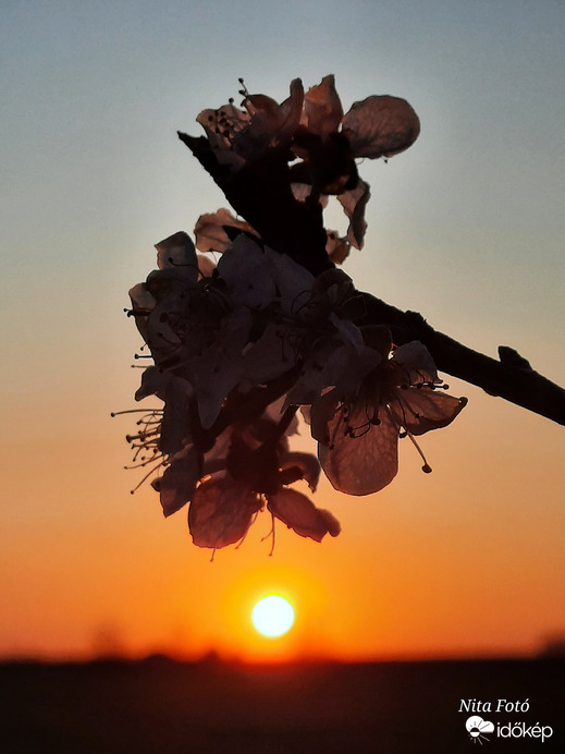 A megunhatatlan naplemente-virág kombináció! :)