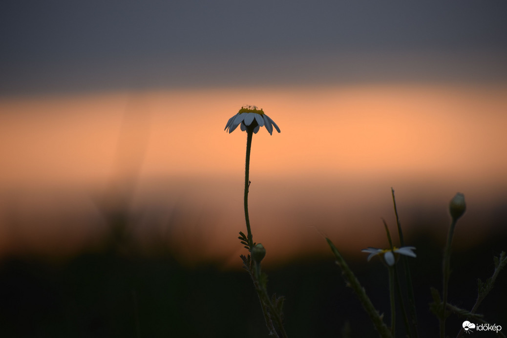 Virág & naplemente 2