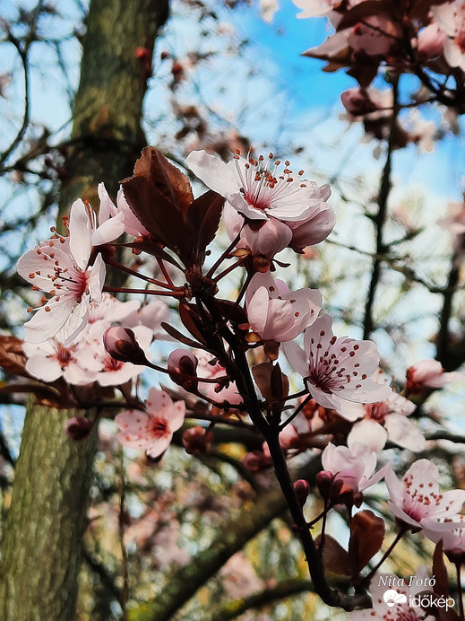 Vérszilvafa virágai 2