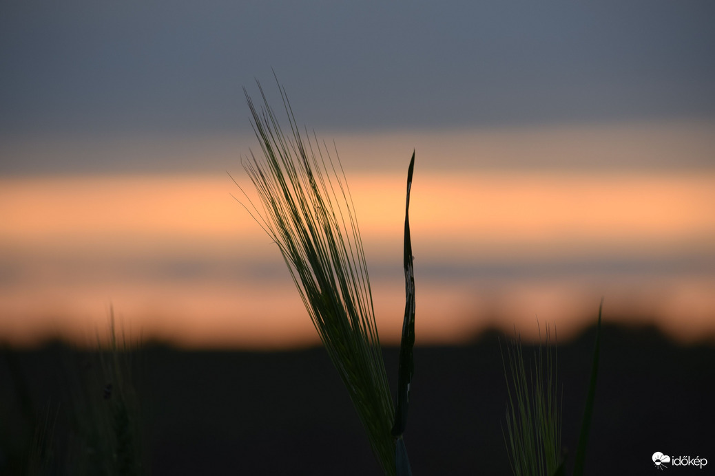 Kalász & naplemente 