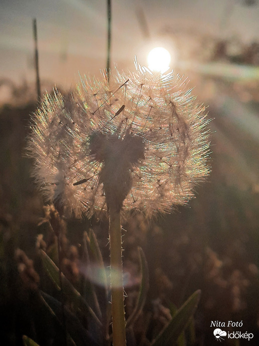 Naplemente & Pitypang 2