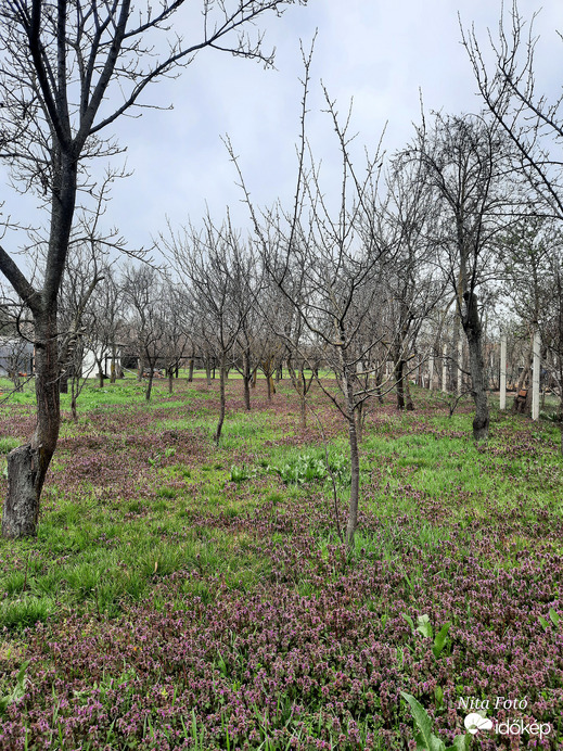 Árvacsalán mező 1 