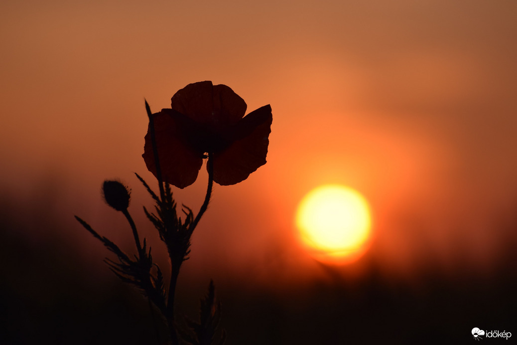 Naplemente & pipacs 6