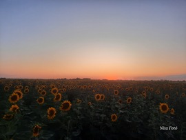 Napraforgó mező a naplementében