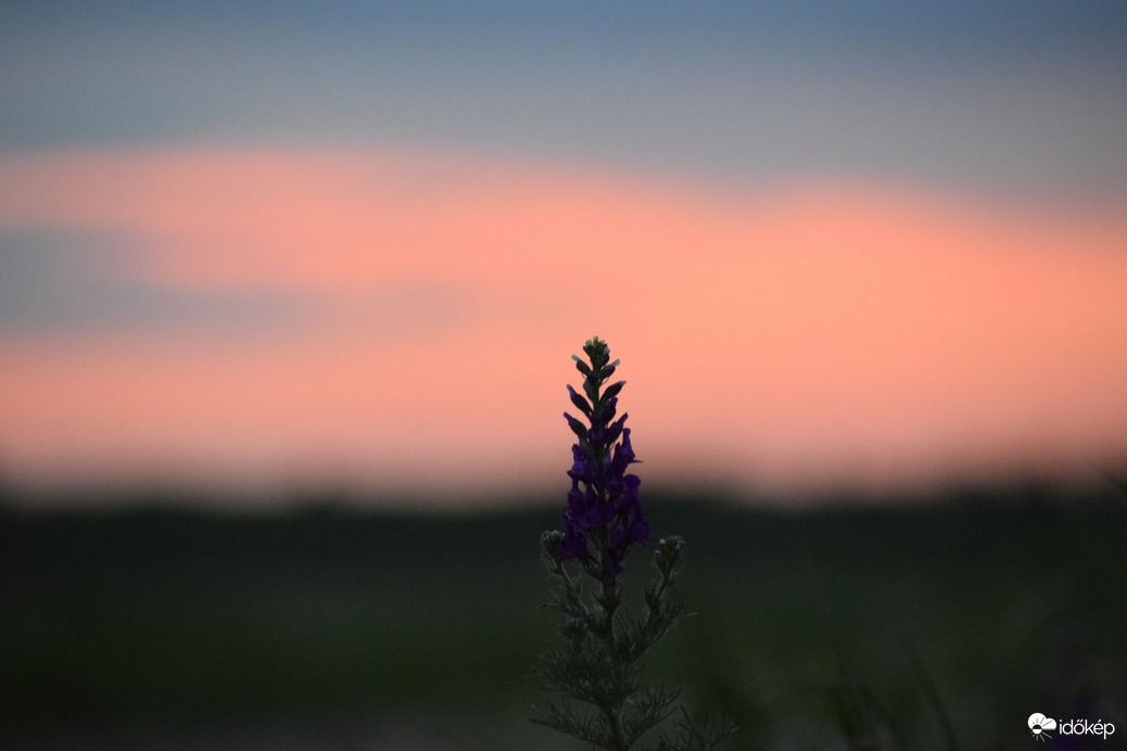 Naplemente & virág 2