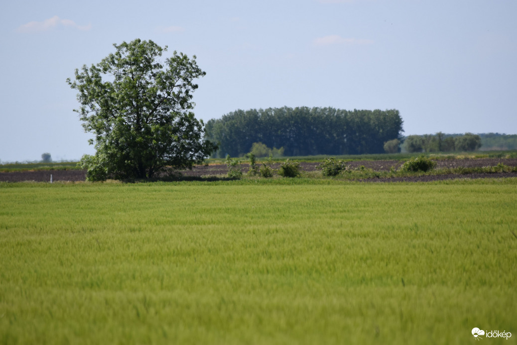 Dévaványa határában 1