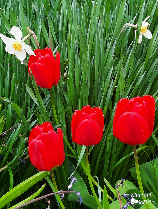 Tulipán & Nárcisz özön 2