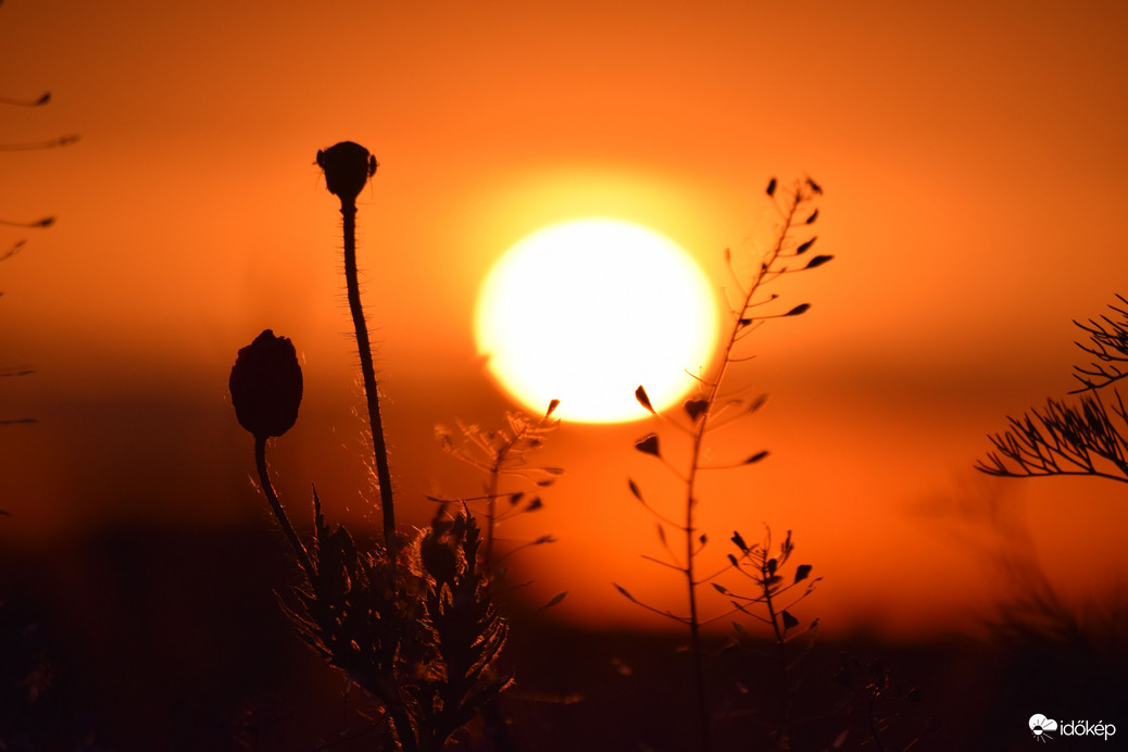 Lemenő nap & pipacs 2
