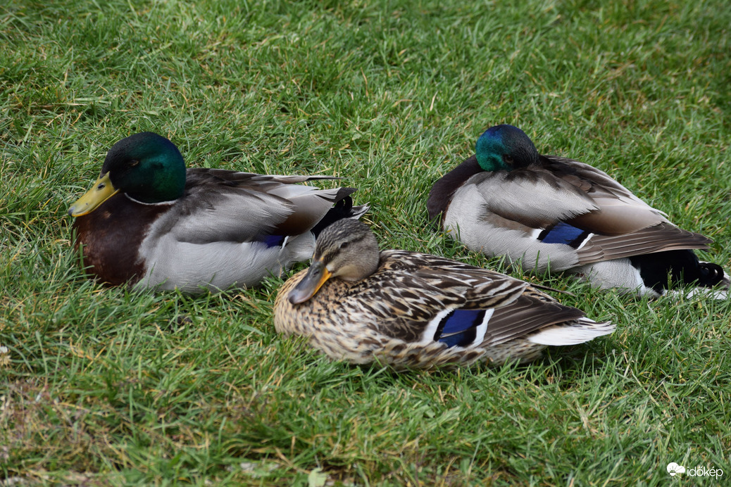 Kacsák a nádas mellett