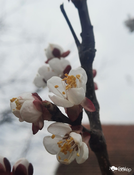 Borongós időben is gyönyörű 1