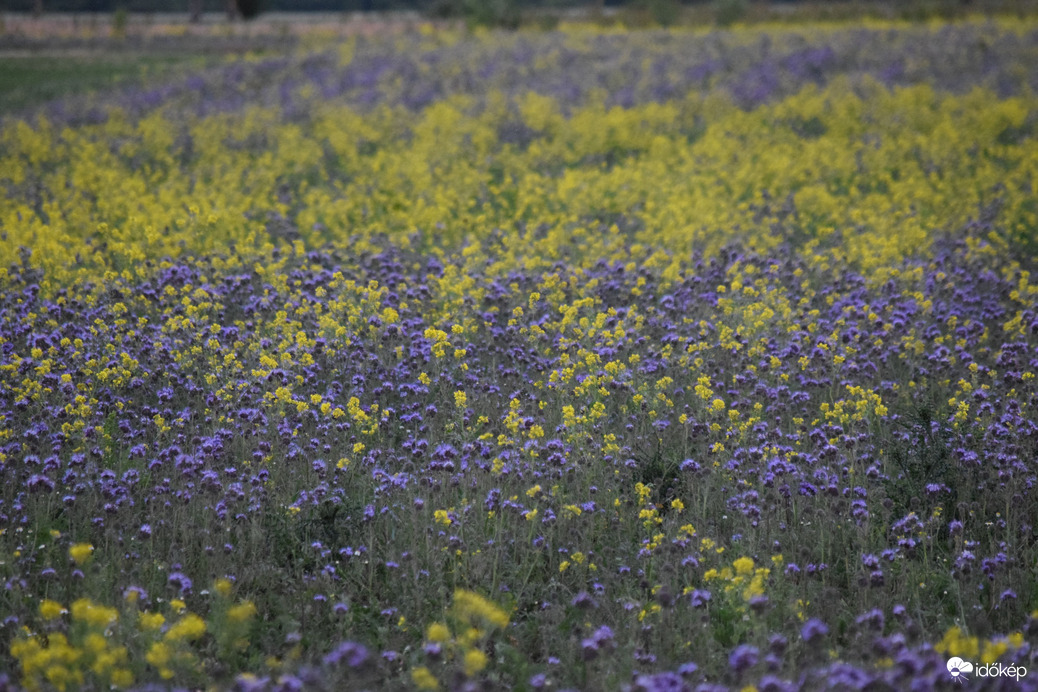 Virágmező Dévaványa határában 7