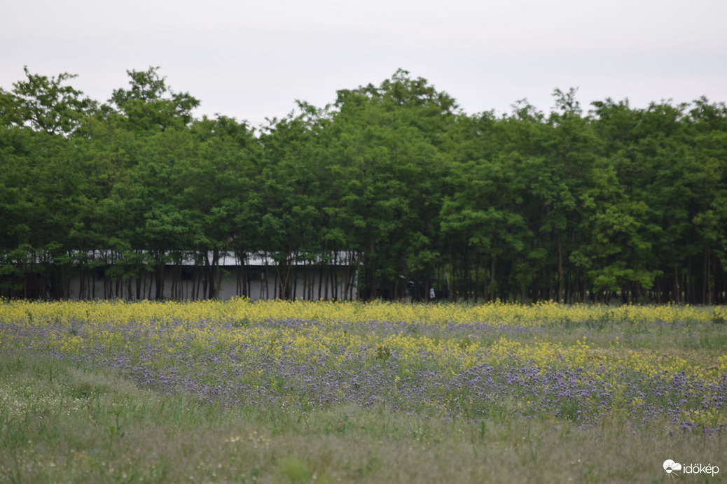 Virágmező Dévaványa határában 6