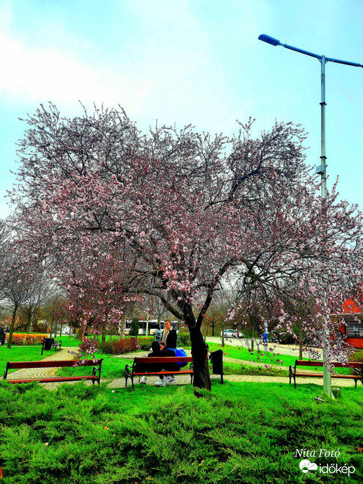 Gyomaendrőd, Vérszilvafa 