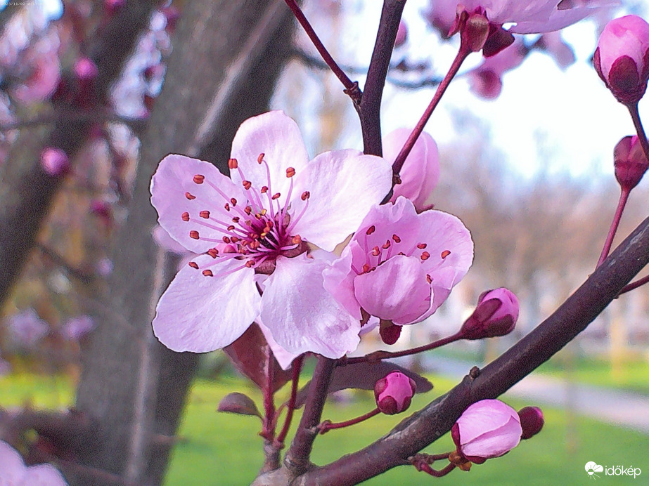 Vérszilvafa virága 1