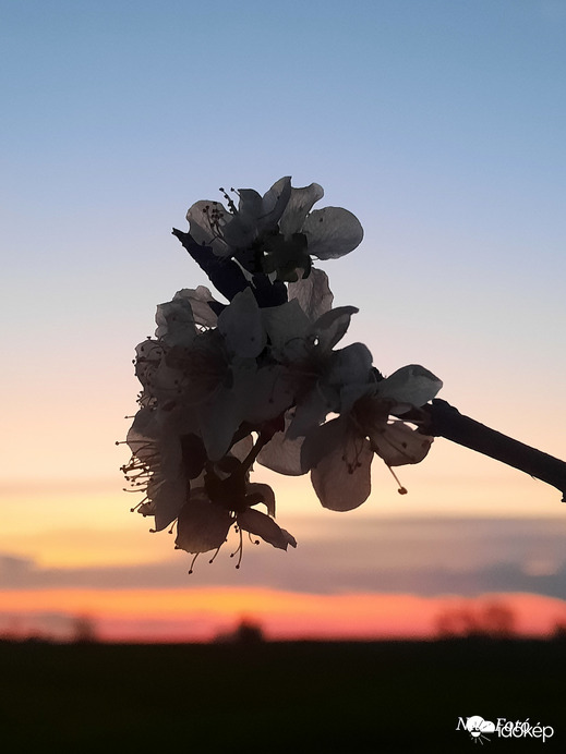 Napnyugta utáni színek & virágok