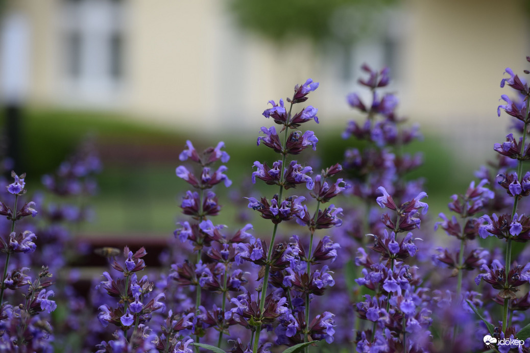 Közönséges Levendula 4