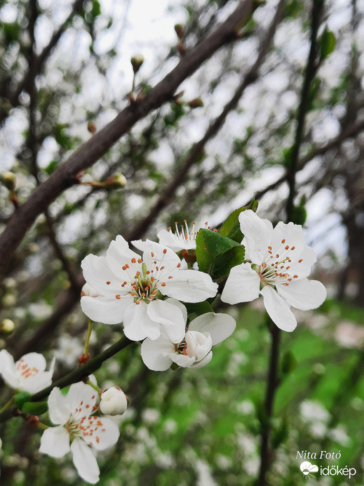 Barackfa virága 2