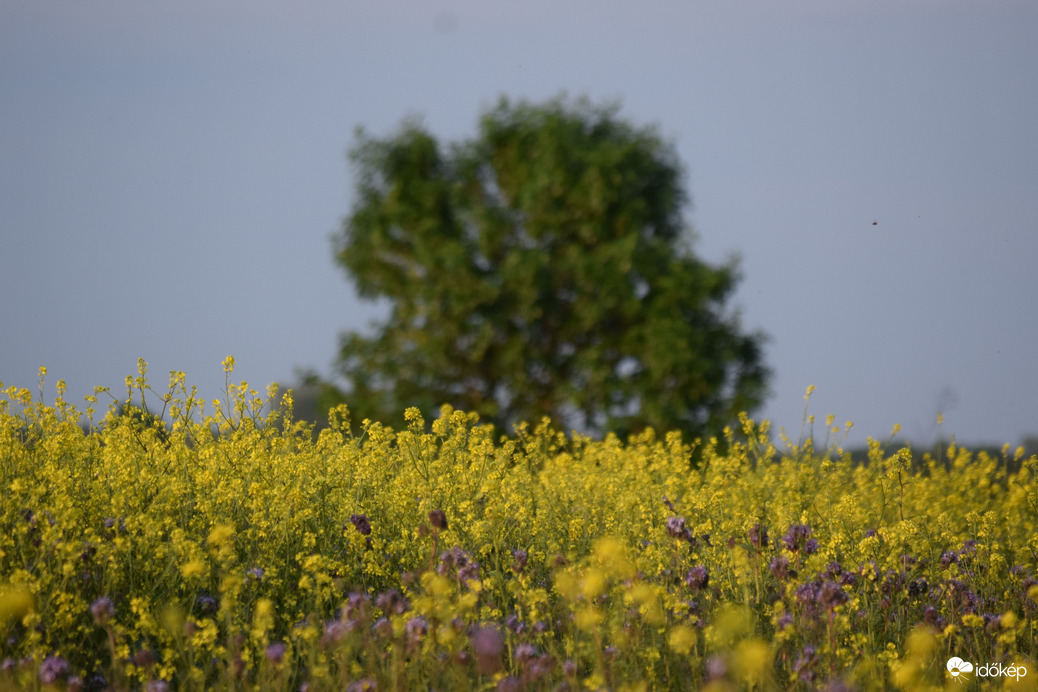 Esti repcemező 4