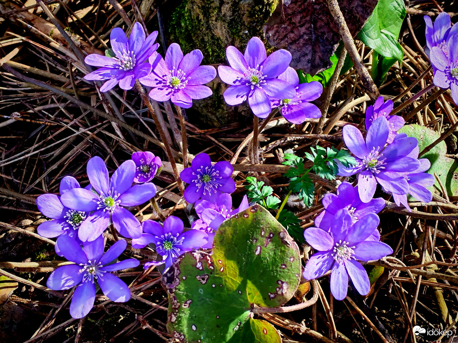 nochtagabi1973 fotója