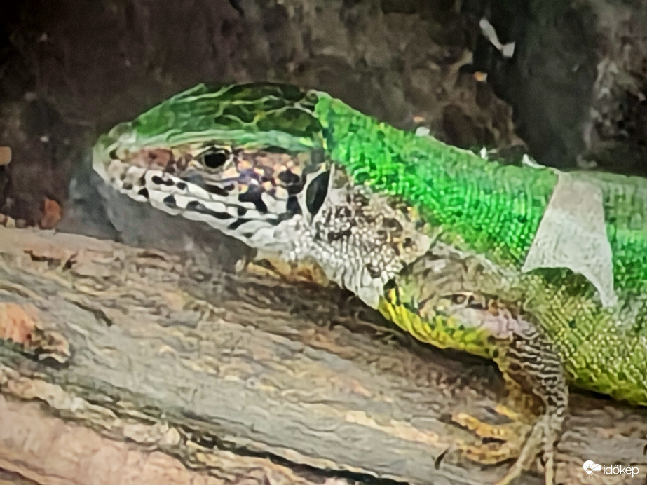 Àtvàltozàs