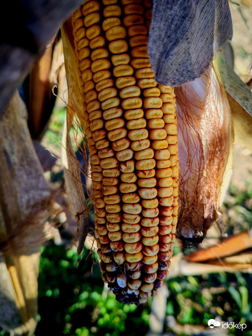 Kukorica törés. 