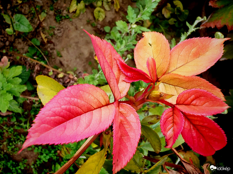 Rózsa levél. 