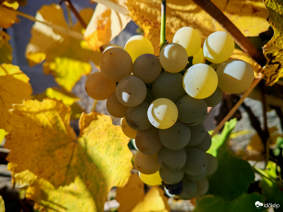 Nini, mit találtam..? 