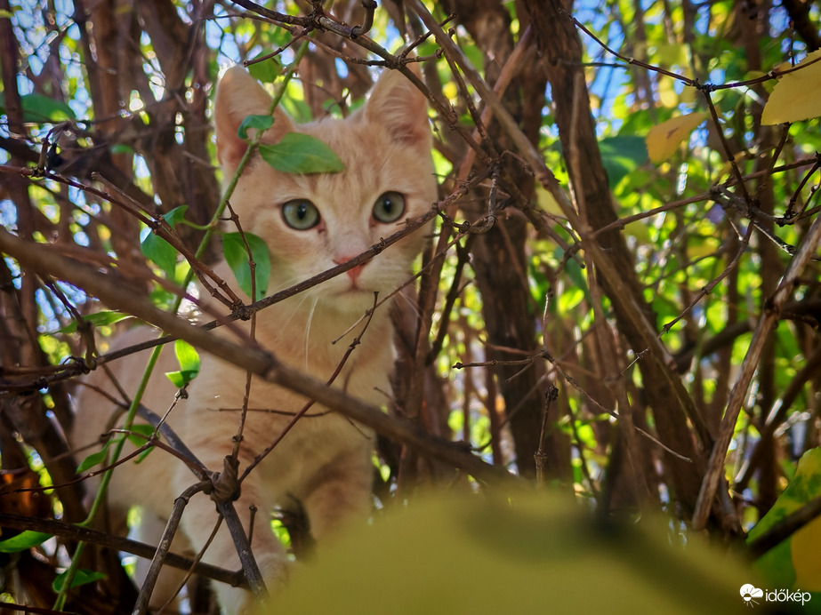 Az álcázás nagy mestere. 