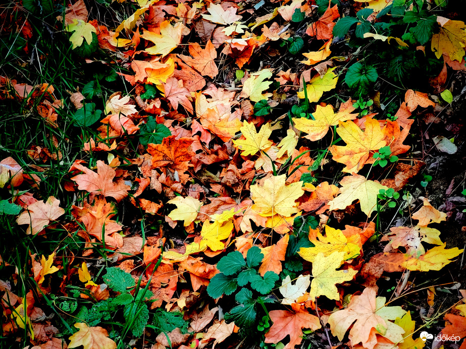 Pazar levél szőnyeg