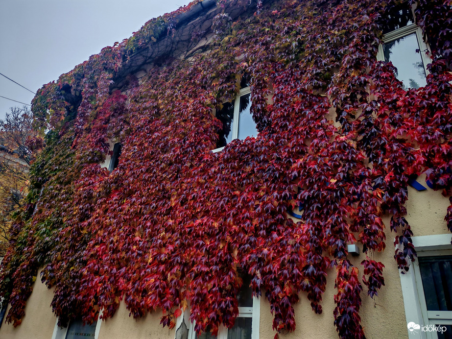 Vad szőlővel befutva. 