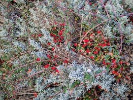 A karácsony színei. 