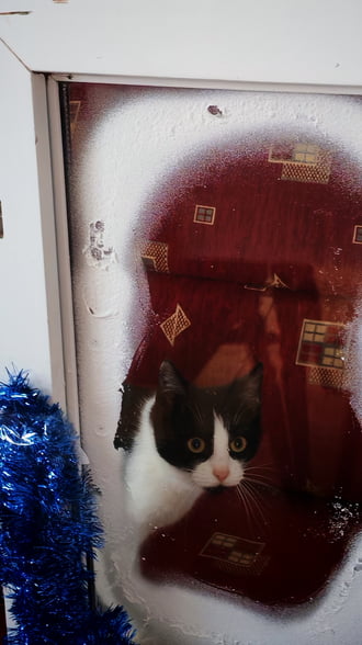 Petőfi cica karácsonya. 