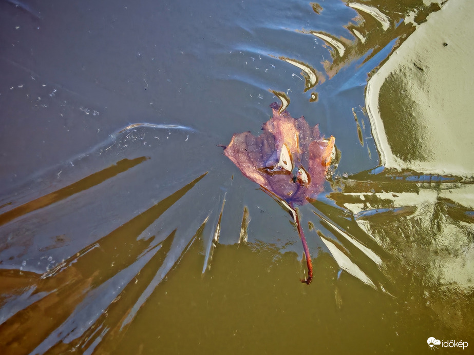 Jégbe zárt levél. 