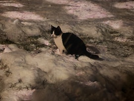 Petőfi cica-BÚÉK. 