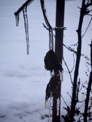 Jégbe fagyott levél.1