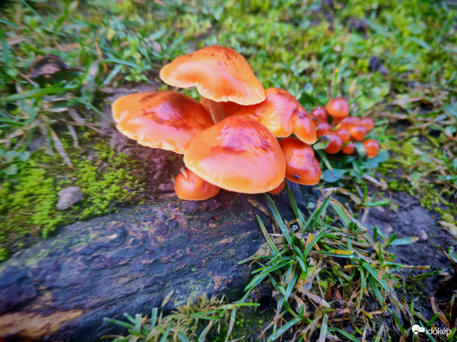 Észlelési fényképek