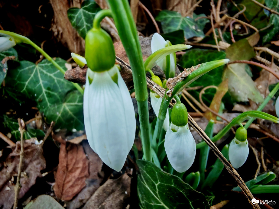 Észlelési fényképek