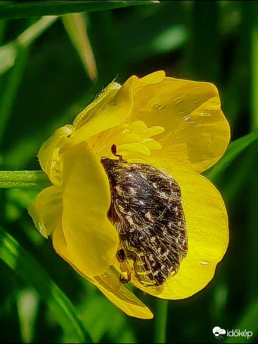 Potyautas