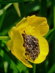 Potyautas