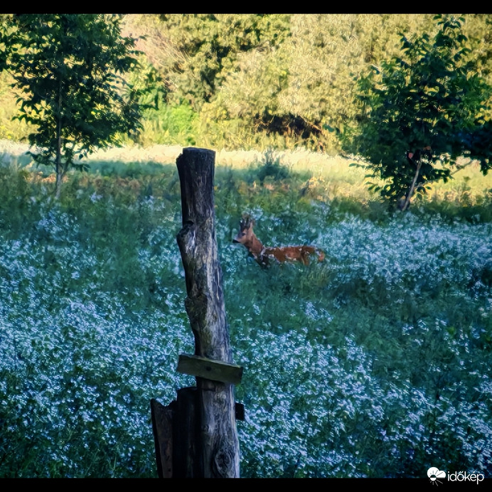 Vad virágok között