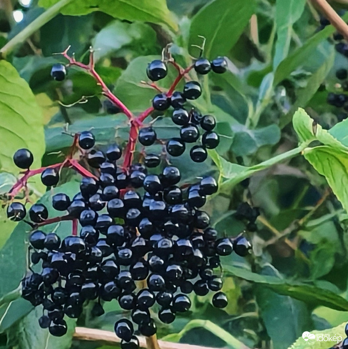 Érik a bodza bogyó