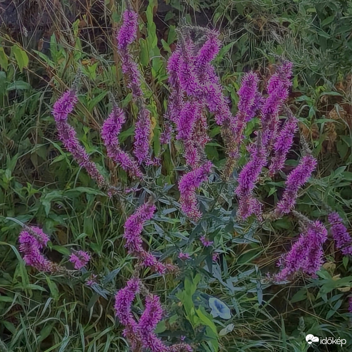 Kacskaringós réti füzény