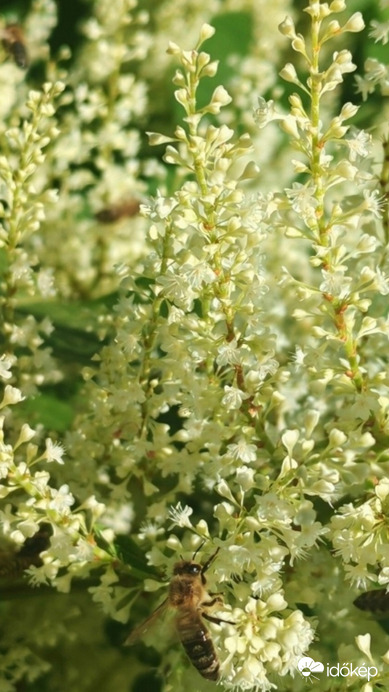 Erdei tündérfürt. 