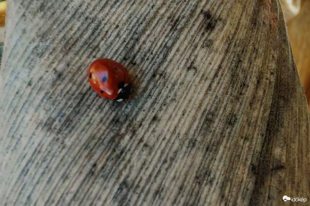 Kukorica csuhén pihenve. 